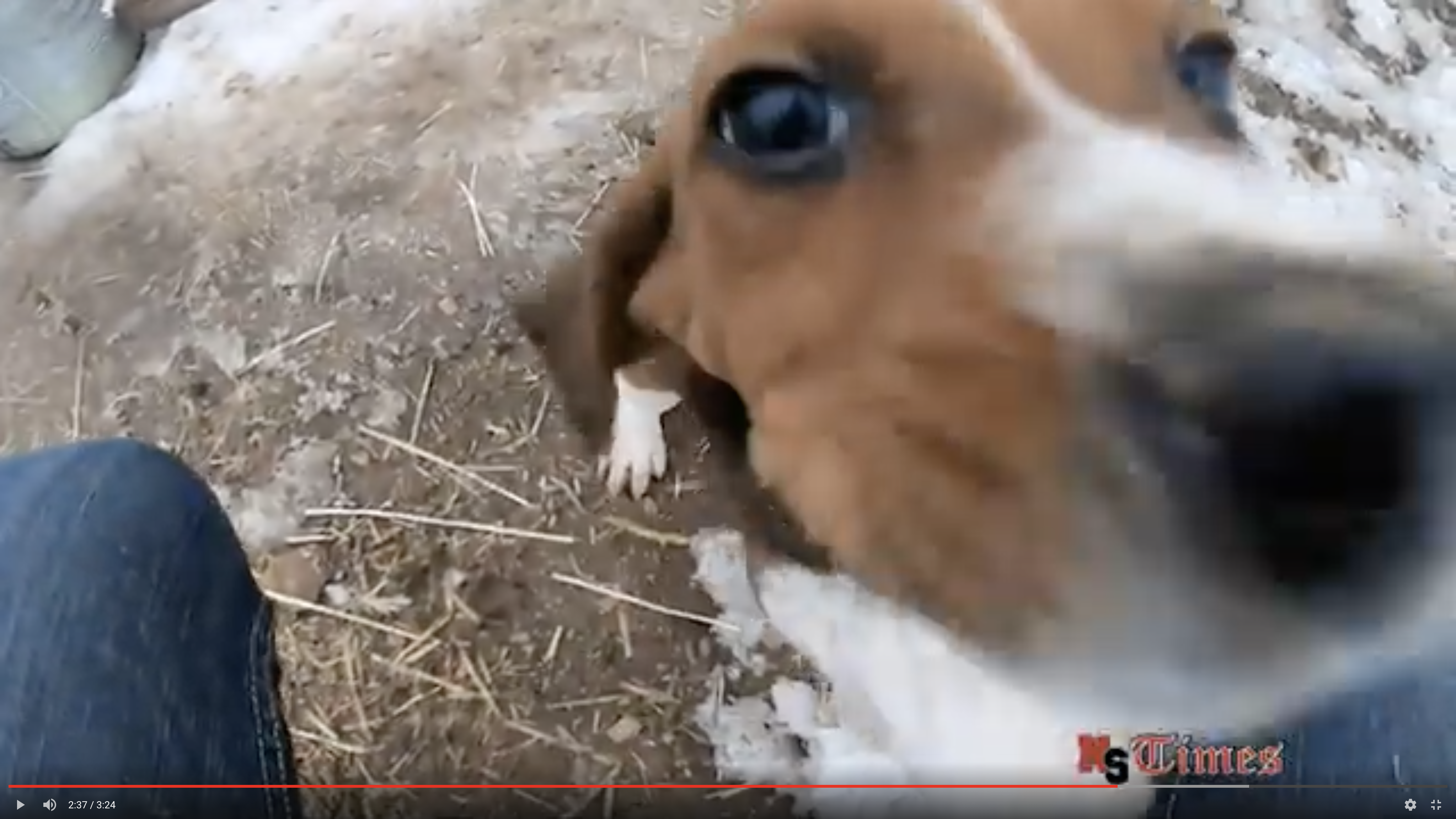 Community member gives insight on breeding, training hound dogs