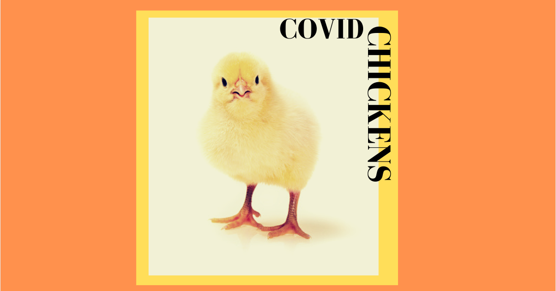 Chick sales rise with COVID, many consumers not knowing how to care for them