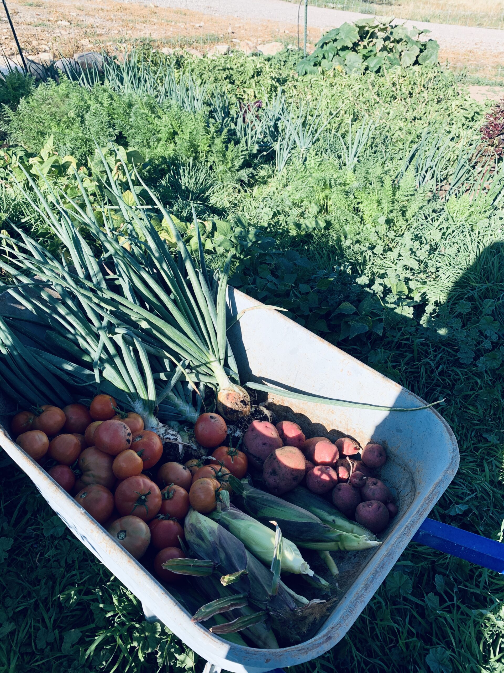 Students share love of planting, harvesting gardens