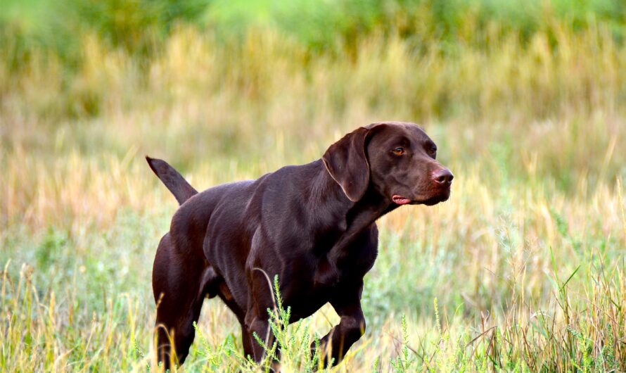 NS staff dives into interesting hobby of dog training